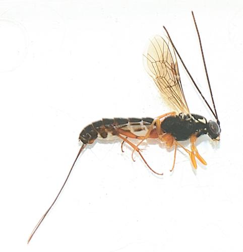 Lissonota sp.